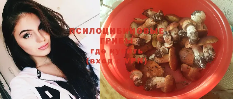 купить  цена  Бабаево  Псилоцибиновые грибы Psilocybe 